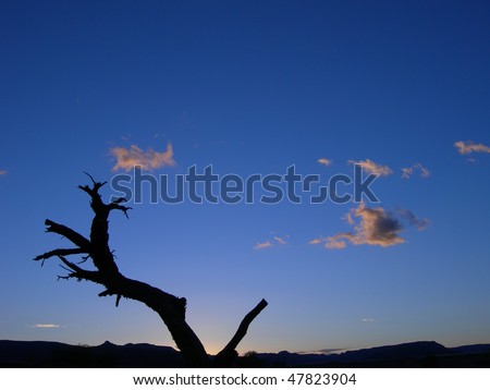 Skeletal tree silhouette, against the clouds of the Kalahari desert in Namibia, Africa