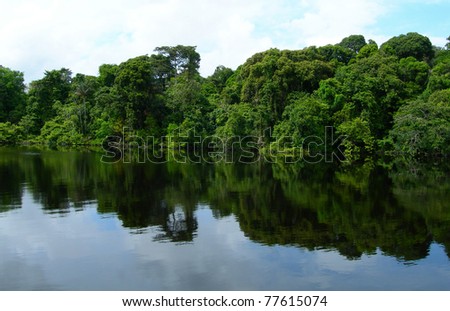 Rain forest mirrored in waters, on Rio Negro in the Amazon River basin, Brazil, South America