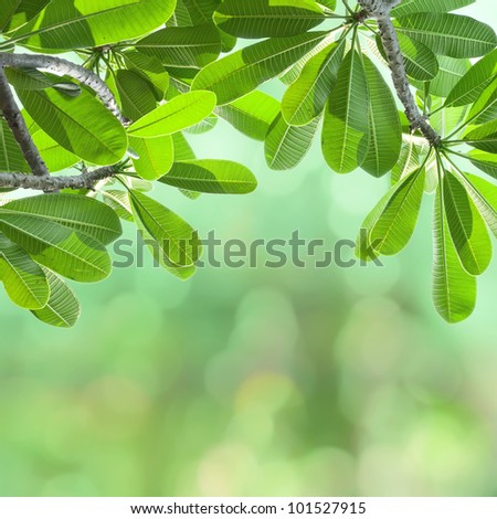 Frangipani Tree Stock Photos, Images, & Pictures | Shutterstock