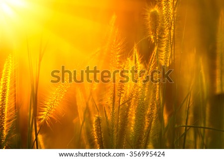 Grassland and sun in the morning.