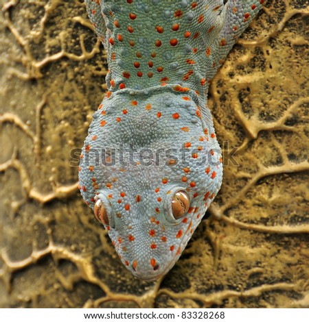 close up gecko head on a rough wall