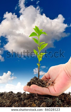 Green seedling in hand on sky background