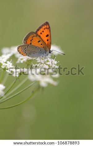 Large Copper butterfly Lycaena dispar on Anthriscus sylvestris, known as Cow Parsley, Wild Chervil, Wild Beaked Parsley, Keck, or Queen Anne\'s lace or Mother-die