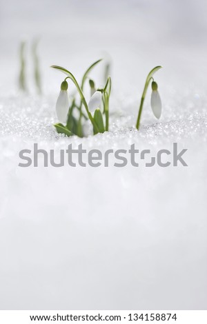 Spring snowdrop flowers with snow