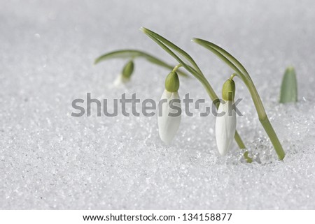 Spring snowdrop flowers with snow