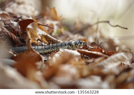 grass snake (Natrix natrix), sometimes called the ringed snake or water snake in beach forest