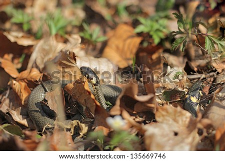 Two grass snakes (Natrix natrix), sometimes called the ringed snake or water snake in beach forest