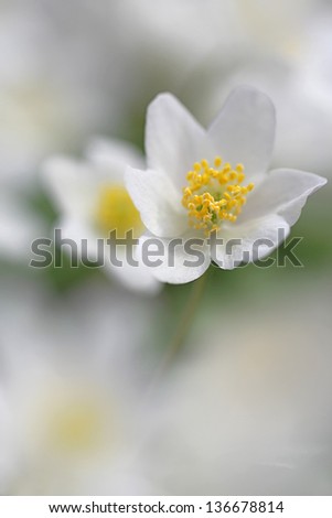 Anemone nemorosa - wood anemone, windflower, thimbleweed, smell fox
