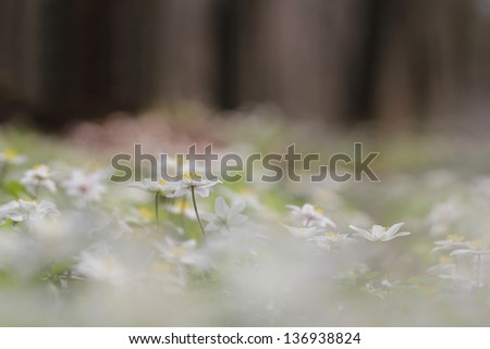 Spring flowers in forest - wood anemone, windflower, thimbleweed, smell fox ( Anemone nemorosa )