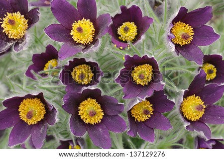 Pasque flower in a sunny day in early spring (or pasqueflower), wind flower, prairie crocus, Easter Flower, and meadow anemone