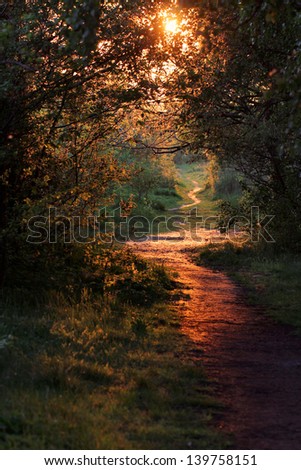road through a golden forest at sunset