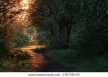 road through a golden forest at sunset