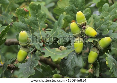 Fruit of an Oak tree - acorns