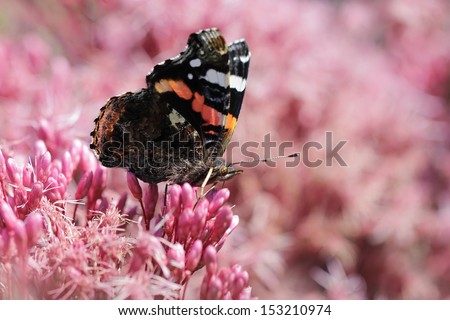 butterfly in the garden  - Red Admiral butterfly (Vanessa atalanta)