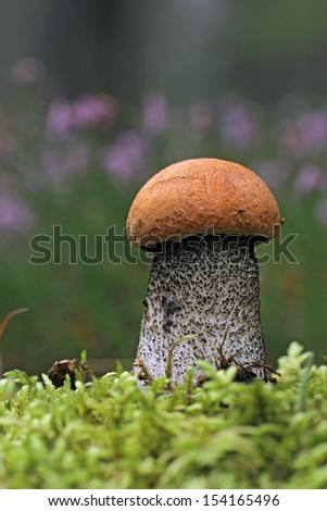 big fungus with Red-capped ( Leccinum aurantiacum mushroom. Red-capped scaber stalk ) in green mosses Leccinum aurantiacum mushrooms