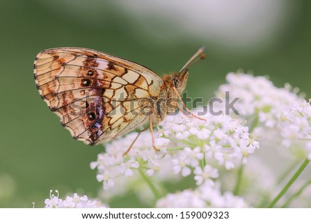 Butterfly close up - Heath fritillary - Melitaea athalia butterfly