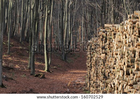 Beech trees and beech logs