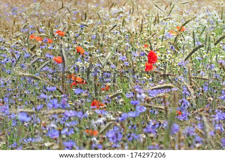 Wild flower meadow with poppies and Cornflowers