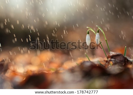 Flowers under the sweet rain, natural backgrounds