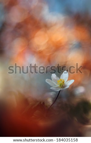 Wood Anemone (Windflowers), Anemone nemorosa