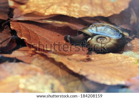 Water snail - freshwater specie