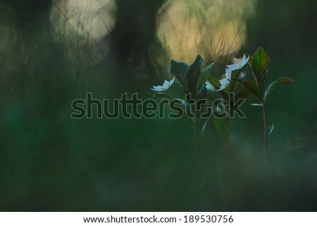 flowers in a forest in spring