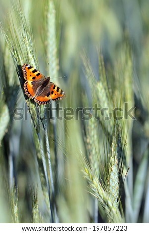 Butterfly and Wheat field close-up for your nature background.
