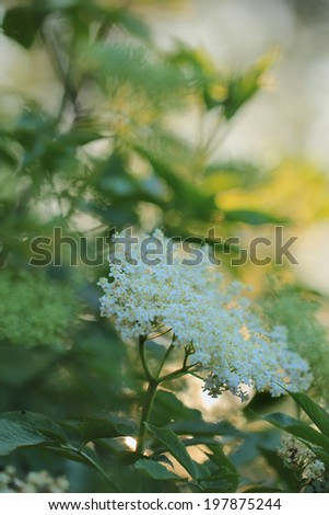 raw poisonous and edible after cooking, flowers of elderberry hanging on tree