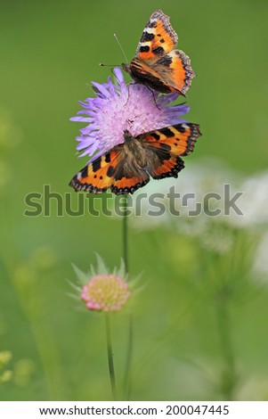 Knautia arvensis, commonly known as Field Scabious -( perfect macro details of flower ) with Aglais urticae butterflies