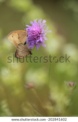 Knautia arvensis, commonly known as Field Scabious -( perfect macro details of flower ) with Meadow Brown butterflies