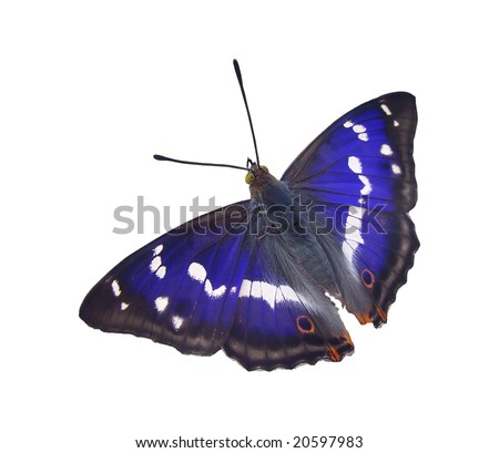 Purple Emperor Butterfly Stock Photo 20597983 : Shutter
