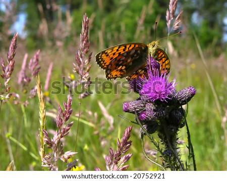 High Brown Fritillary Butterfly Stock Photo 20752921 ..