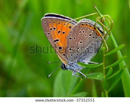 Large Copper Butterfly, Lycaena Dispar Stock Photo 3735