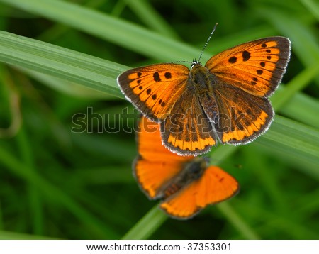 Large Copper butterfly,  Lycaena dispar