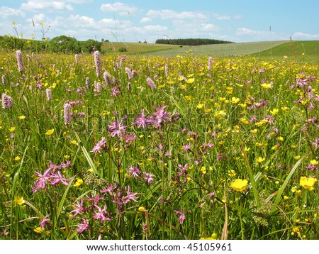 Spring meadow - spring landscape