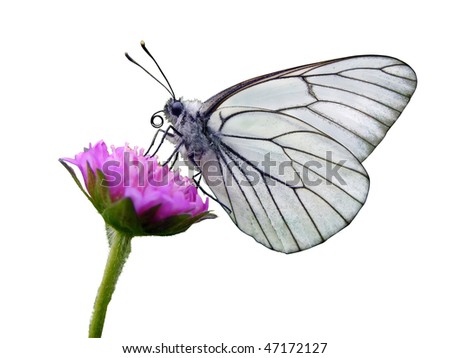 black and white butterfly pictures. White butterfly,