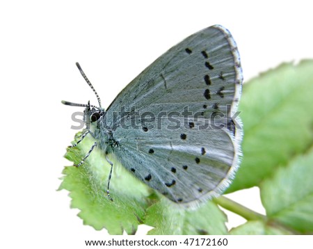 Isolated butterfly - blue butterfly