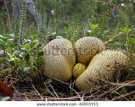 Common earthball, pigskin poison puffball or common earth ball (Scleroderma citrinum)