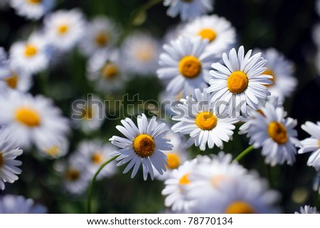 Field+of+daisies+background