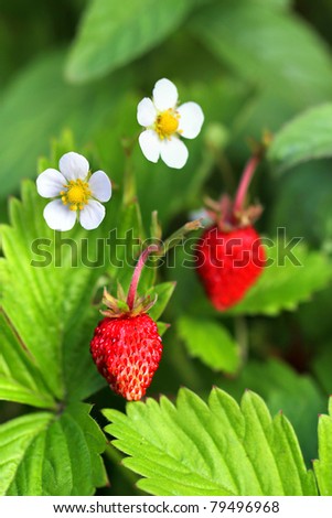 Fragaria vesca, commonly known as the Woodland Strawberry, Other names for this species include Fraises des Bois, Wild (European) Strawberry, European Strawberry and Alpine Strawberry - vertical
