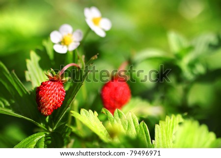 Fragaria vesca, commonly known as the Woodland Strawberry, Other names for this species include Fraises des Bois, Wild (European) Strawberry, European Strawberry and Alpine Strawberry - horizonta