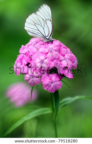... William flower with Black-veined White butterfly, A