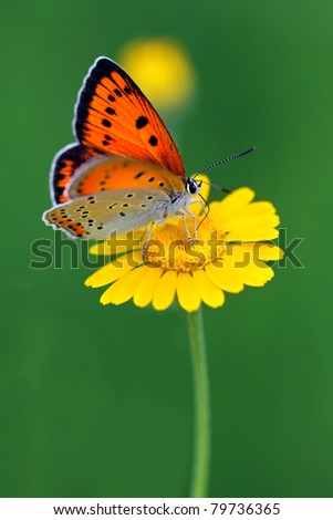 Large Copper butterfly Lycaena dispar    and yellow flower