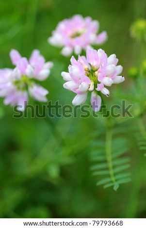 Securigera varia, commonly known as Crown Vetch or Purple Crown Vetch