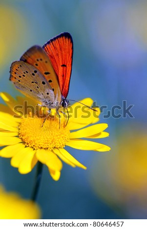 Red butterfly - Large Copper (Lycaena dispar) on yellow flower