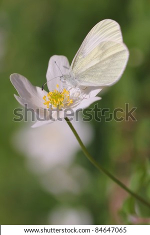 Wood anemone, windflower, thimbleweed, smell fox ( Anemone nemorosa ) - with Wood White butterfly (Leptidea sinapis)