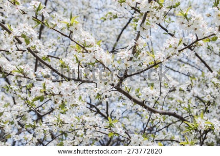 Branch of beautiful cherry blossoms. Spring wallpaper