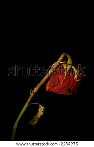 A wilting rose signifies lost love, divorce, or a bad relationship
