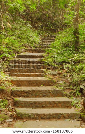 Stone stairs in a forest