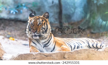 Siberian Tiger sitting on the cliff